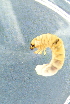  ( - GBOL19050)  @12 [ ] CreativeCommons - Attribution Non-Commercial Share-Alike (2016) SNSB, Staatliche Naturwissenschaftliche Sammlungen Bayerns ZSM (SNSB, Zoologische Staatssammlung Muenchen)