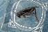  ( - GBOL19092)  @11 [ ] CreativeCommons - Attribution Non-Commercial Share-Alike (2016) SNSB, Staatliche Naturwissenschaftliche Sammlungen Bayerns ZSM (SNSB, Zoologische Staatssammlung Muenchen)