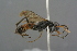  ( - GBOL19147)  @13 [ ] CreativeCommons - Attribution Non-Commercial Share-Alike (2016) SNSB, Staatliche Naturwissenschaftliche Sammlungen Bayerns ZSM (SNSB, Zoologische Staatssammlung Muenchen)