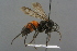  ( - GBOL19162)  @14 [ ] CreativeCommons - Attribution Non-Commercial Share-Alike (2016) SNSB, Staatliche Naturwissenschaftliche Sammlungen Bayerns ZSM (SNSB, Zoologische Staatssammlung Muenchen)