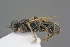  ( - GBOL19198)  @13 [ ] CreativeCommons - Attribution Non-Commercial Share-Alike (2016) SNSB, Staatliche Naturwissenschaftliche Sammlungen Bayerns ZSM (SNSB, Zoologische Staatssammlung Muenchen)
