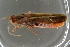  ( - GBOL19204)  @13 [ ] CreativeCommons - Attribution Non-Commercial Share-Alike (2016) SNSB, Staatliche Naturwissenschaftliche Sammlungen Bayerns ZSM (SNSB, Zoologische Staatssammlung Muenchen)