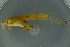  ( - GBOL19221)  @13 [ ] CreativeCommons - Attribution Non-Commercial Share-Alike (2016) SNSB, Staatliche Naturwissenschaftliche Sammlungen Bayerns ZSM (SNSB, Zoologische Staatssammlung Muenchen)