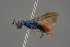  ( - GBOL19237)  @11 [ ] CreativeCommons - Attribution Non-Commercial Share-Alike (2016) SNSB, Staatliche Naturwissenschaftliche Sammlungen Bayerns ZSM (SNSB, Zoologische Staatssammlung Muenchen)