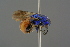  ( - GBOL19238)  @11 [ ] CreativeCommons - Attribution Non-Commercial Share-Alike (2016) SNSB, Staatliche Naturwissenschaftliche Sammlungen Bayerns ZSM (SNSB, Zoologische Staatssammlung Muenchen)