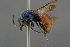  ( - GBOL19239)  @11 [ ] CreativeCommons - Attribution Non-Commercial Share-Alike (2016) SNSB, Staatliche Naturwissenschaftliche Sammlungen Bayerns ZSM (SNSB, Zoologische Staatssammlung Muenchen)