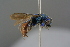  ( - GBOL19240)  @11 [ ] CreativeCommons - Attribution Non-Commercial Share-Alike (2016) SNSB, Staatliche Naturwissenschaftliche Sammlungen Bayerns ZSM (SNSB, Zoologische Staatssammlung Muenchen)