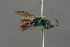  ( - GBOL19241)  @11 [ ] CreativeCommons - Attribution Non-Commercial Share-Alike (2016) SNSB, Staatliche Naturwissenschaftliche Sammlungen Bayerns ZSM (SNSB, Zoologische Staatssammlung Muenchen)