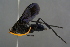  (Cyphononyx bretonii - GBOL19263)  @14 [ ] CreativeCommons - Attribution Non-Commercial Share-Alike (2016) SNSB, Staatliche Naturwissenschaftliche Sammlungen Bayerns ZSM (SNSB, Zoologische Staatssammlung Muenchen)