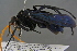  ( - GBOL19264)  @13 [ ] CreativeCommons - Attribution Non-Commercial Share-Alike (2016) SNSB, Staatliche Naturwissenschaftliche Sammlungen Bayerns ZSM (SNSB, Zoologische Staatssammlung Muenchen)