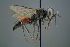  ( - GBOL19377)  @11 [ ] CreativeCommons - Attribution Non-Commercial Share-Alike (2016) SNSB, Staatliche Naturwissenschaftliche Sammlungen Bayerns ZSM (SNSB, Zoologische Staatssammlung Muenchen)