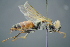  ( - GBOL19381)  @13 [ ] CreativeCommons - Attribution Non-Commercial Share-Alike (2016) SNSB, Staatliche Naturwissenschaftliche Sammlungen Bayerns ZSM (SNSB, Zoologische Staatssammlung Muenchen)