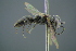  ( - GBOL19392)  @11 [ ] CreativeCommons - Attribution Non-Commercial Share-Alike (2016) SNSB, Staatliche Naturwissenschaftliche Sammlungen Bayerns ZSM (SNSB, Zoologische Staatssammlung Muenchen)