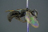  ( - GBOL19397)  @13 [ ] CreativeCommons - Attribution Non-Commercial Share-Alike (2016) SNSB, Staatliche Naturwissenschaftliche Sammlungen Bayerns ZSM (SNSB, Zoologische Staatssammlung Muenchen)