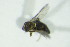  (Forcipomyia sp. 20 - GEO_BFB_239)  @11 [ ] CreativeCommons - Attribution Non-Commercial Share-Alike (2015) Unspecified SNSB, Zoologische Staatssammlung Muenchen