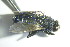  ( - GEO_BFB_244)  @12 [ ] CreativeCommons - Attribution Non-Commercial Share-Alike (2015) Unspecified SNSB, Zoologische Staatssammlung Muenchen
