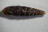  (Clausilia rugosa parvula - GBOL 01529)  @11 [ ] CreativeCommons - Attribution Non-Commercial Share-Alike (2015) Unspecified SNSB, Zoologische Staatssammlung Muenchen