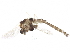  ( - BIOUG26240-H07)  @12 [ ] CreativeCommons - Attribution (2016) CBG Photography Group Centre for Biodiversity Genomics