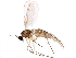  ( - BIOUG26404-D03)  @13 [ ] CreativeCommons - Attribution (2016) CBG Photography Group Centre for Biodiversity Genomics