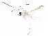  ( - BIOUG26409-B11)  @12 [ ] CreativeCommons - Attribution (2016) CBG Photography Group Centre for Biodiversity Genomics