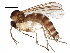  (Trichonta conjungens - BIOUG26409-G02)  @15 [ ] CreativeCommons - Attribution (2016) CBG Photography Group Centre for Biodiversity Genomics