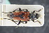 ( - GBOLRL0003)  @11 [ ] CreativeCommons - Attribution Non-Commercial Share-Alike (2016) SNSB, Staatliche Naturwissenschaftliche Sammlungen Bayerns ZSM (SNSB, Zoologische Staatssammlung Muenchen)