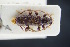  (Phymatodes pussilus - GBOLRL0020)  @11 [ ] CreativeCommons - Attribution Non-Commercial Share-Alike (2016) SNSB, Staatliche Naturwissenschaftliche Sammlungen Bayerns ZSM (SNSB, Zoologische Staatssammlung Muenchen)