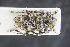  ( - GBOLRL0023)  @11 [ ] CreativeCommons - Attribution Non-Commercial Share-Alike (2016) SNSB, Staatliche Naturwissenschaftliche Sammlungen Bayerns ZSM (SNSB, Zoologische Staatssammlung Muenchen)