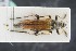  ( - GBOLRL0041)  @11 [ ] CreativeCommons - Attribution Non-Commercial Share-Alike (2016) SNSB, Staatliche Naturwissenschaftliche Sammlungen Bayerns ZSM (SNSB, Zoologische Staatssammlung Muenchen)