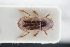  (Euheptaulacus - GBOLRL0113)  @11 [ ] CreativeCommons - Attribution Non-Commercial Share-Alike (2016) SNSB, Staatliche Naturwissenschaftliche Sammlungen Bayerns ZSM (SNSB, Zoologische Staatssammlung Muenchen)