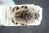  ( - GBOLRL0124)  @11 [ ] CreativeCommons - Attribution Non-Commercial Share-Alike (2016) SNSB, Staatliche Naturwissenschaftliche Sammlungen Bayerns ZSM (SNSB, Zoologische Staatssammlung Muenchen)