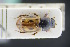  (Chilothorax melanostictus - GBOLRL0128)  @11 [ ] CreativeCommons - Attribution Non-Commercial Share-Alike (2016) SNSB, Staatliche Naturwissenschaftliche Sammlungen Bayerns ZSM (SNSB, Zoologische Staatssammlung Muenchen)