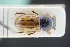  ( - GBOLRL0129)  @11 [ ] CreativeCommons - Attribution Non-Commercial Share-Alike (2016) SNSB, Staatliche Naturwissenschaftliche Sammlungen Bayerns ZSM (SNSB, Zoologische Staatssammlung Muenchen)
