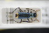  (Clanoptilus emarginatus - GBOLRL0150)  @11 [ ] CreativeCommons - Attribution Non-Commercial Share-Alike (2016) SNSB, Staatliche Naturwissenschaftliche Sammlungen Bayerns ZSM (SNSB, Zoologische Staatssammlung Muenchen)