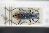  (Clanoptilus strangulatus - GBOLRL0159)  @11 [ ] CreativeCommons - Attribution Non-Commercial Share-Alike (2016) SNSB, Staatliche Naturwissenschaftliche Sammlungen Bayerns ZSM (SNSB, Zoologische Staatssammlung Muenchen)