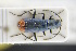 ( - GBOLRL0160)  @11 [ ] CreativeCommons - Attribution Non-Commercial Share-Alike (2016) SNSB, Staatliche Naturwissenschaftliche Sammlungen Bayerns ZSM (SNSB, Zoologische Staatssammlung Muenchen)