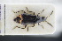  (Nepachys - GBOLRL0165)  @11 [ ] CreativeCommons - Attribution Non-Commercial Share-Alike (2016) SNSB, Staatliche Naturwissenschaftliche Sammlungen Bayerns ZSM (SNSB, Zoologische Staatssammlung Muenchen)
