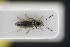  (Oedostethus tenuicornis - GBOLRL0181)  @11 [ ] CreativeCommons - Attribution Non-Commercial Share-Alike (2016) SNSB, Staatliche Naturwissenschaftliche Sammlungen Bayerns ZSM (SNSB, Zoologische Staatssammlung Muenchen)