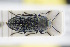 (Anthaxia similis - GBOLRL0201)  @11 [ ] CreativeCommons - Attribution Non-Commercial Share-Alike (2016) SNSB, Staatliche Naturwissenschaftliche Sammlungen Bayerns ZSM (SNSB, Zoologische Staatssammlung Muenchen)