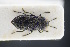  ( - GBOLRL0205)  @11 [ ] CreativeCommons - Attribution Non-Commercial Share-Alike (2016) SNSB, Staatliche Naturwissenschaftliche Sammlungen Bayerns ZSM (SNSB, Zoologische Staatssammlung Muenchen)