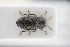  ( - GBOLRL0206)  @11 [ ] CreativeCommons - Attribution Non-Commercial Share-Alike (2016) SNSB, Staatliche Naturwissenschaftliche Sammlungen Bayerns ZSM (SNSB, Zoologische Staatssammlung Muenchen)