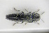  (Agrilus pseudocyaneus - GBOLRL0213)  @11 [ ] CreativeCommons - Attribution Non-Commercial Share-Alike (2016) SNSB, Staatliche Naturwissenschaftliche Sammlungen Bayerns ZSM (SNSB, Zoologische Staatssammlung Muenchen)