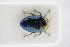  (Trachys fabricii - GBOLRL0219)  @11 [ ] CreativeCommons - Attribution Non-Commercial Share-Alike (2016) SNSB, Staatliche Naturwissenschaftliche Sammlungen Bayerns ZSM (SNSB, Zoologische Staatssammlung Muenchen)