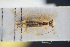  ( - GBOLRL0220)  @11 [ ] CreativeCommons - Attribution Non-Commercial Share-Alike (2016) SNSB, Staatliche Naturwissenschaftliche Sammlungen Bayerns ZSM (SNSB, Zoologische Staatssammlung Muenchen)