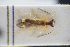  ( - GBOLRL0221)  @11 [ ] CreativeCommons - Attribution Non-Commercial Share-Alike (2016) SNSB, Staatliche Naturwissenschaftliche Sammlungen Bayerns ZSM (SNSB, Zoologische Staatssammlung Muenchen)
