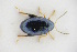  (Psylliodes weberi - GBOLRL0291)  @11 [ ] CreativeCommons - Attribution Non-Commercial Share-Alike (2016) SNSB, Staatliche Naturwissenschaftliche Sammlungen Bayerns ZSM (SNSB, Zoologische Staatssammlung Muenchen)
