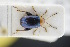  (Psylliodes sophiae - GBOLRL0292)  @11 [ ] CreativeCommons - Attribution Non-Commercial Share-Alike (2016) SNSB, Staatliche Naturwissenschaftliche Sammlungen Bayerns ZSM (SNSB, Zoologische Staatssammlung Muenchen)