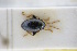  (Psylliodes vindobonensis - GBOLRL0294)  @11 [ ] CreativeCommons - Attribution Non-Commercial Share-Alike (2016) SNSB, Staatliche Naturwissenschaftliche Sammlungen Bayerns ZSM (SNSB, Zoologische Staatssammlung Muenchen)