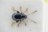  ( - GBOLRL0305)  @11 [ ] CreativeCommons - Attribution Non-Commercial Share-Alike (2016) SNSB, Staatliche Naturwissenschaftliche Sammlungen Bayerns ZSM (SNSB, Zoologische Staatssammlung Muenchen)
