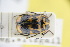  ( - GBOLRL0367)  @11 [ ] CreativeCommons - Attribution Non-Commercial Share-Alike (2016) SNSB, Staatliche Naturwissenschaftliche Sammlungen Bayerns ZSM (SNSB, Zoologische Staatssammlung Muenchen)